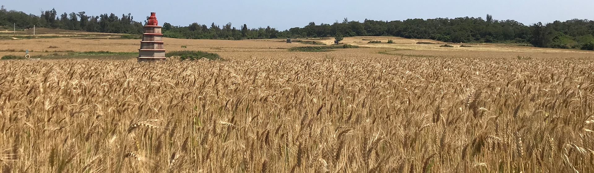 【作夥逗陣去旅行】清明連假-金門小麥季、尋找藍眼淚、經武酒窖、高梁嗆蟹 網紅美食打卡三日趣